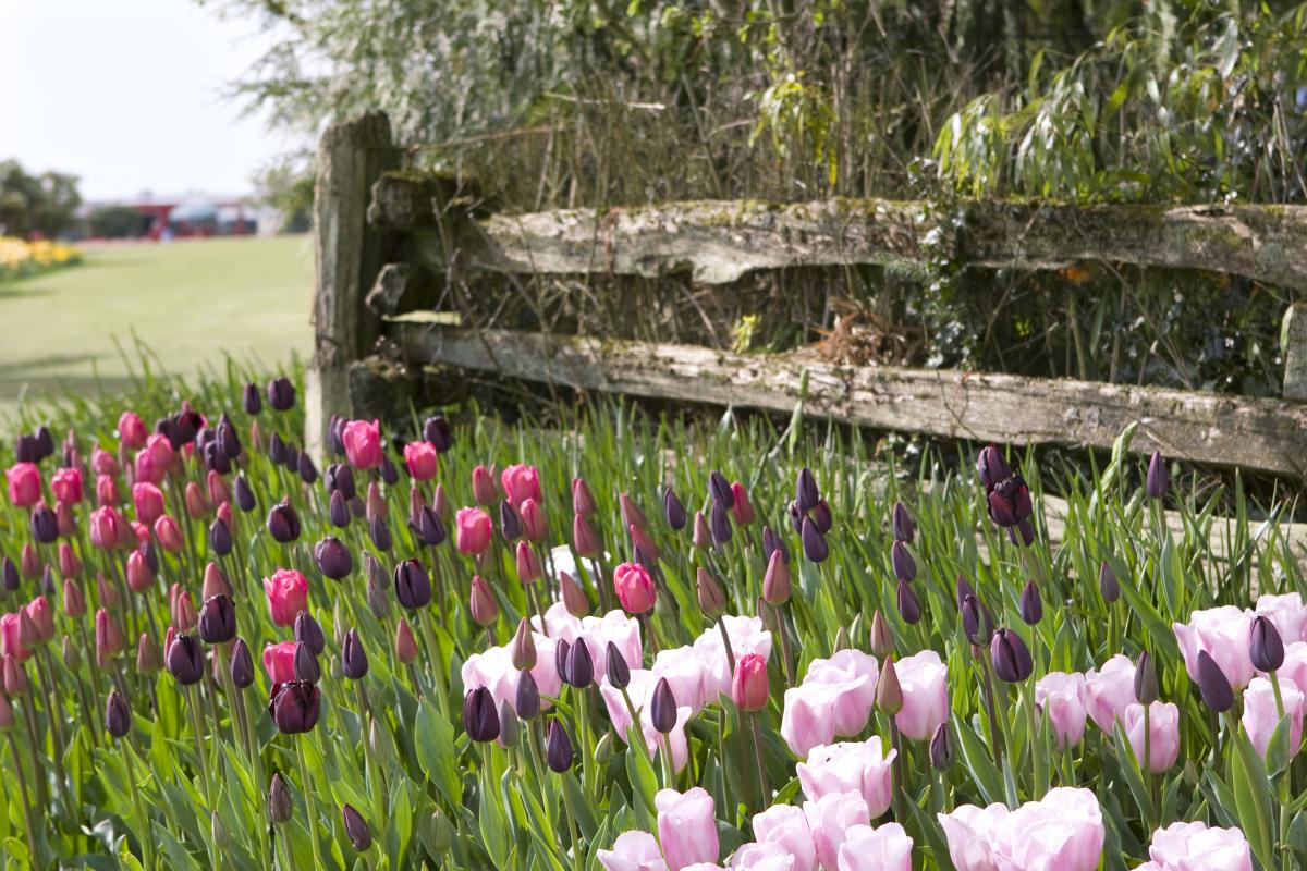 Spring Flowers Landscape