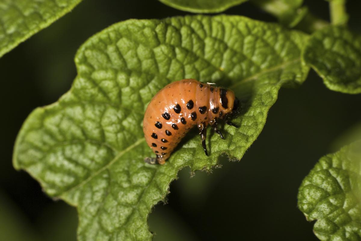 Insects and pesticide