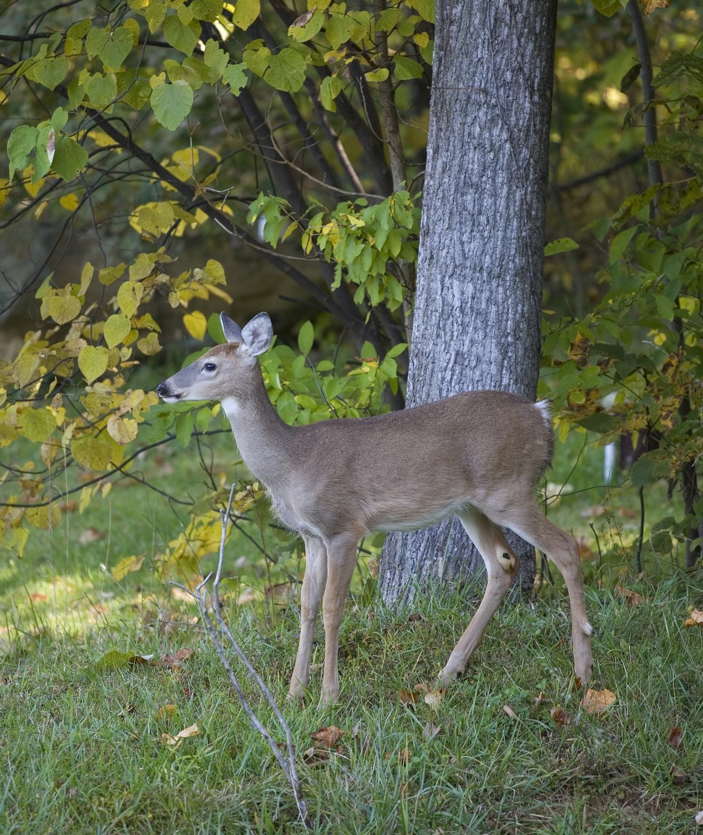 Level Green Landscaping can help you design a deer-resistant landscape plan.